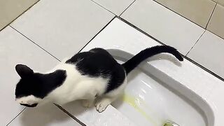 cats funn 2