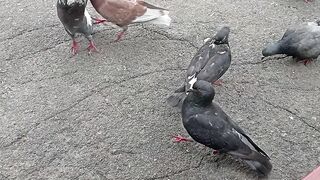 Pigeon 9