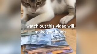 Cat funny 40