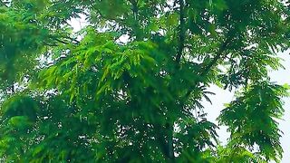 2745,status,status video,status song,status whatsap,beast song,good song,video,natural