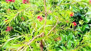 status,status video,status song,status whatsap,beast song,good song,video,natural