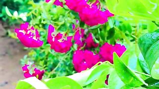 status,status video,status song,status whatsap,beast song,good song,video,natural