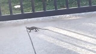 Most Funny Animal Videos On internet 3