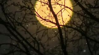 القرآن الكريم 47
