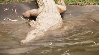 Robert Irwin's Australia Zoo Tour | Irwin Family Adventures