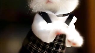 #catdancing #subject3 #cutepet @kuaishouhotspot
