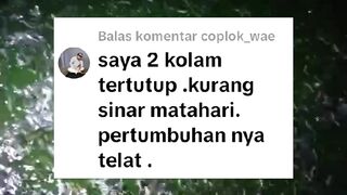 Resiko budidaya ikan lele di kolam TERTUTUP