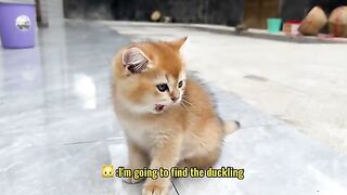 Cute chiks with cat cute baby chiks