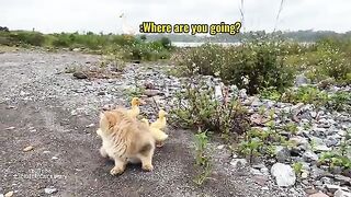 Duck baby with cat cute duck baby duck chiks