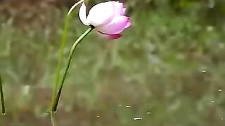 Les paradisiers