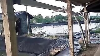 Wild Crocodile
