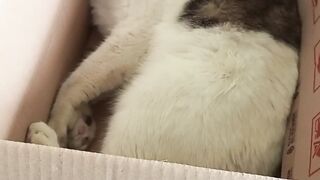 My cat nemo and helen