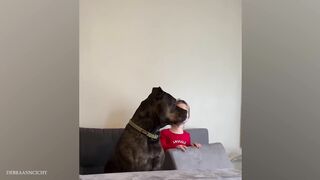 When we become best friends - Cute Moments Dog and Human
