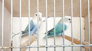 Birds 30