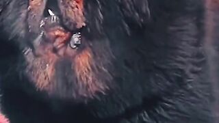 Tens of thousands of Tibetan mastiffs show off their domineering attitude