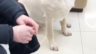 Funny cute doggy❤????????????