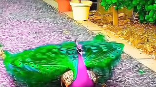 Nice Video 7