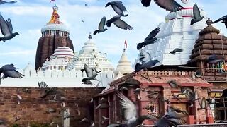 World’s biggest festival rath yatra#jagannath #jaijagannath #odisha #rathyatra #puri