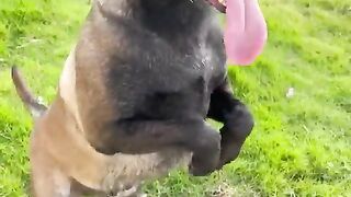 Malinois_training_dog_#malinois_#becgie#germanshepherd_#chó_#pets_#dog(480p)(2).