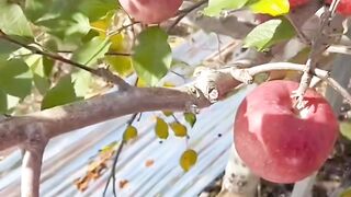 Wow! Red Apple very very fresh!
