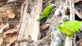 Parrot cubs