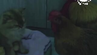 Custody