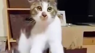 funny vidio 17