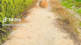 Mujhe please like comment subscribe help Karen please