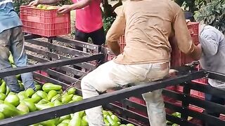 Buah ini memang sangat enak