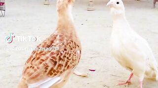 Subscribe karna please