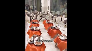 A wedding ceremony for two Penguins????????Full of ceremony but Alas people????