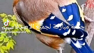 جمعة مباركة 5