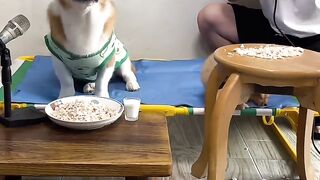 Funny dog singing so funny please subscribe.