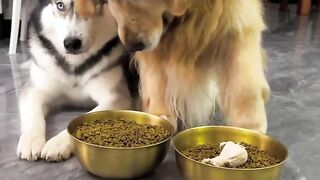 Funny cute puppy dog????????