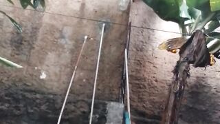 Tiroteio tiroteio olha a bomba