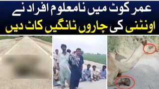 camel leg cut | camel leg cut incident video #camel