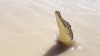animal 57