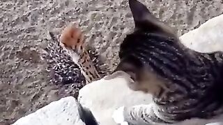 The cat is playing 2