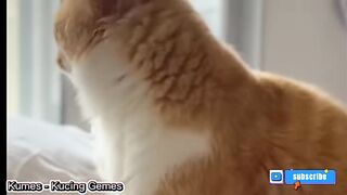 Cat Meong meong 2