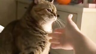 A cat clapping enthusiastically