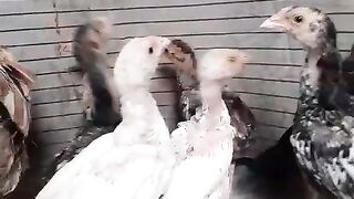 Chicken breed llwhite plus plus