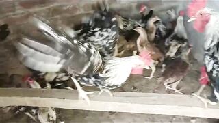 Not a pigeon but a chicken
