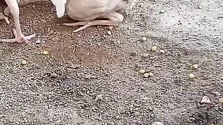 What are eating