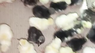 White black ll black white