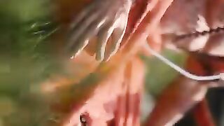 animated clip