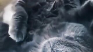 Most Funny Videos On Internet