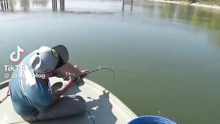 of a Catfish