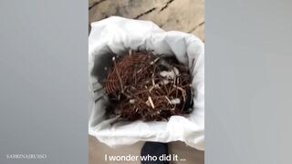 Watch and TRY NOT TO LAUGH ???? Funny dog videos 2024