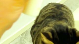 Our Cat Drinking Milk ????