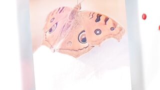 Butterfly Nature lover